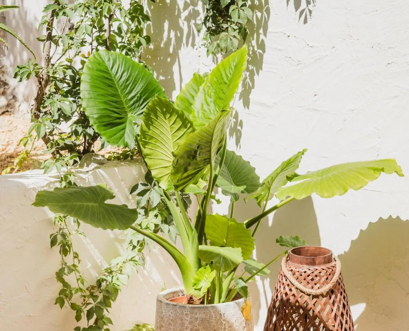 Bed & Breakfast Alenu Bed and Breakfast Alghero